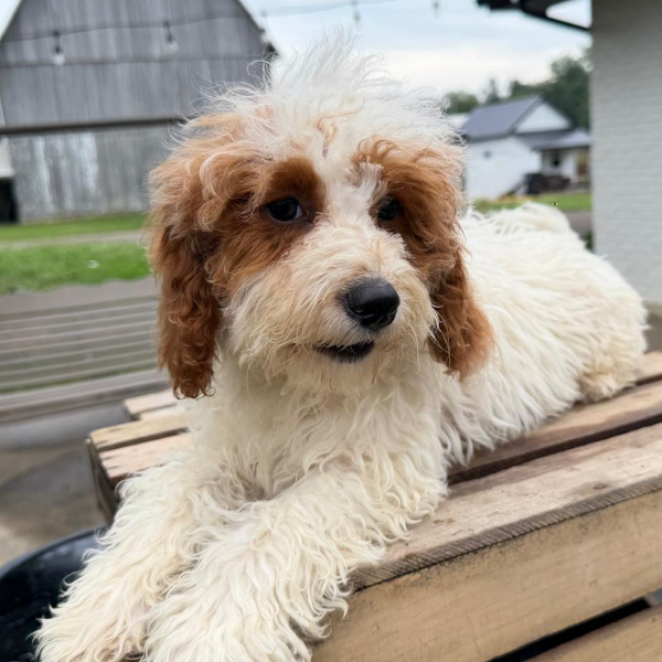 Goldendoodle-Puppy