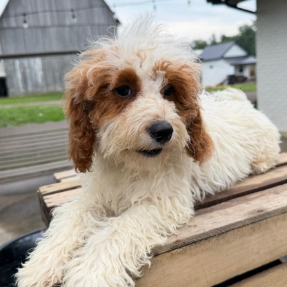 Goldendoodle-Puppy