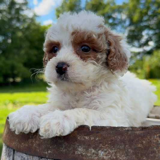 Micro-Goldendoodle