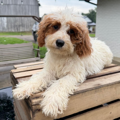 Goldendoodle-Puppy