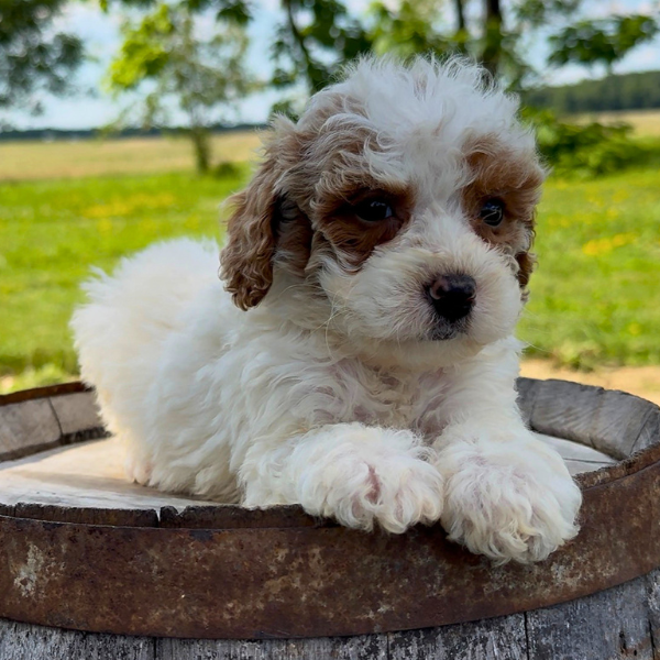 Micro-Goldendoodle