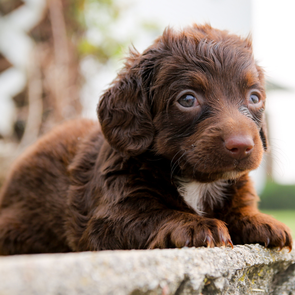 Chocolate-Goldendoodle