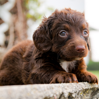 Chocolate-Goldendoodle