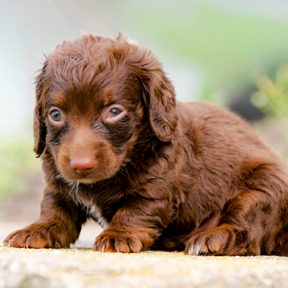 Chocolate-Goldendoodle