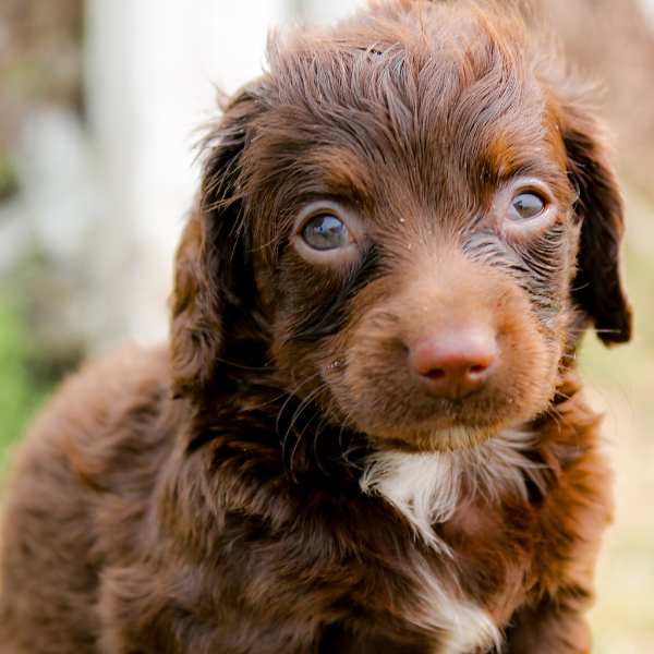 Chocolate-Goldendoodle