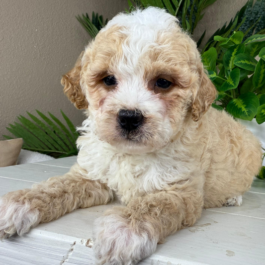 Micro-Bernedoodle-Puppy