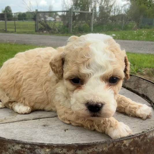 Micro-Bernedoodle-Puppy