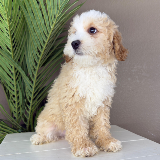 Micro-Bernedoodles