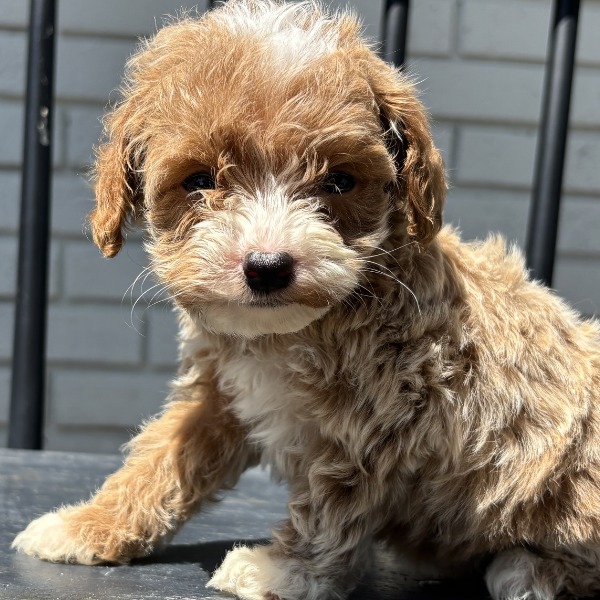 Goldendoodle-Puppy