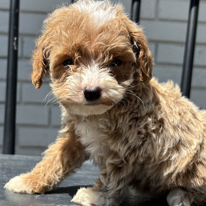 Goldendoodle-Puppy