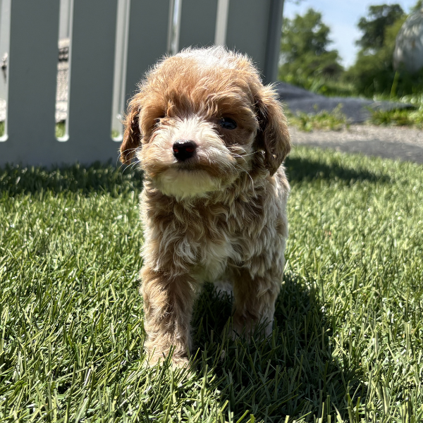 Goldendoodle-Puppy