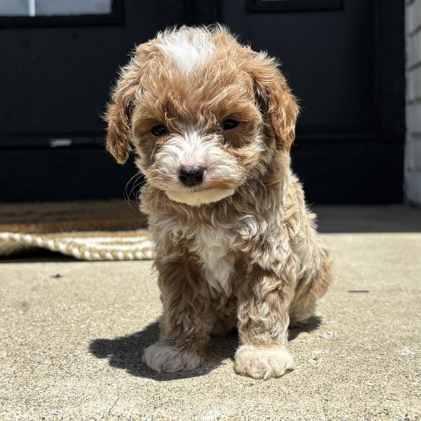 Goldendoodle-Puppy