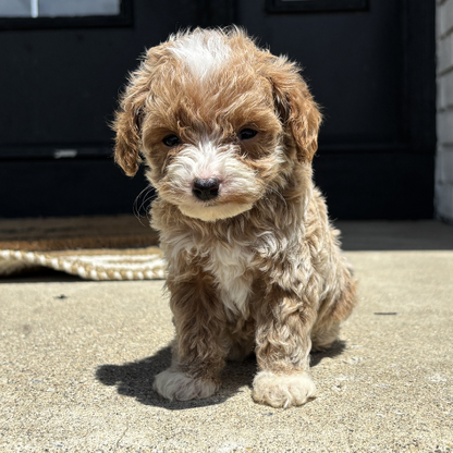 Goldendoodle-Puppy
