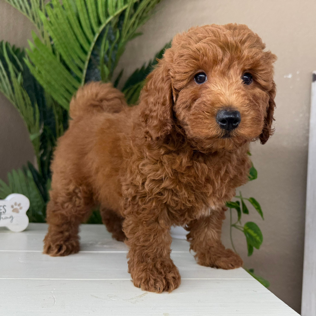 Best-Goldendoodle-Breeder