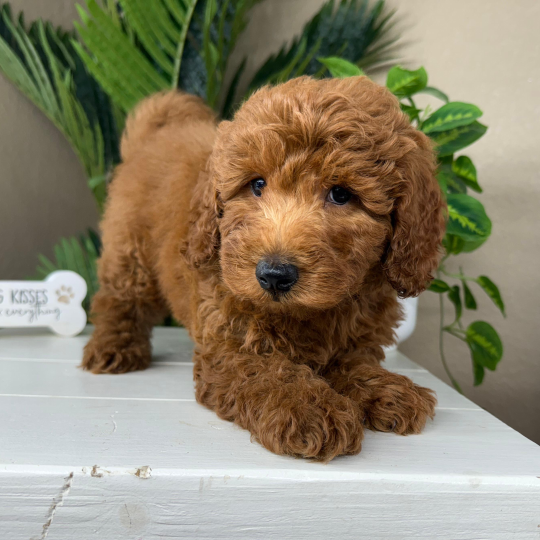 Best-Goldendoodle-Breeder