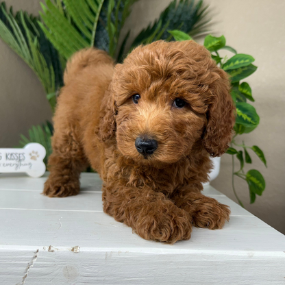 Best-Goldendoodle-Breeder