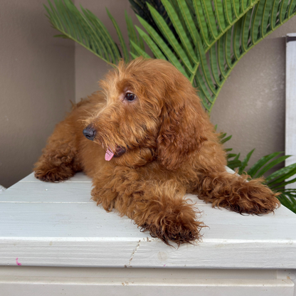 Best-Goldendoodle-Breeder