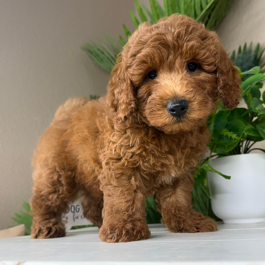 Best-Goldendoodle-Breeder