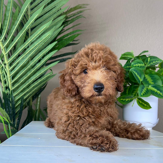 Best-Goldendoodle-Breeder