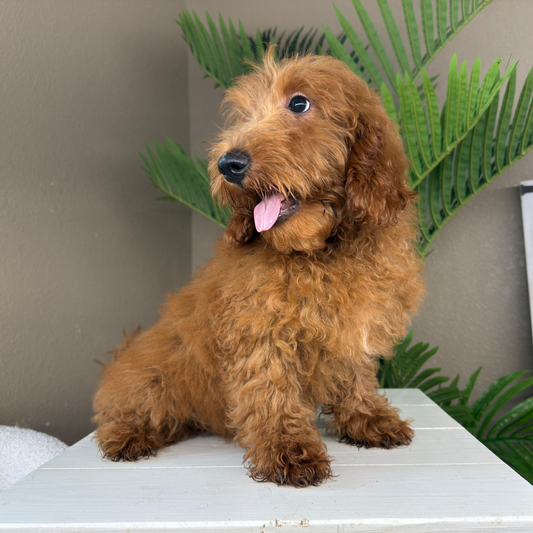 Best-Goldendoodle-Breeder