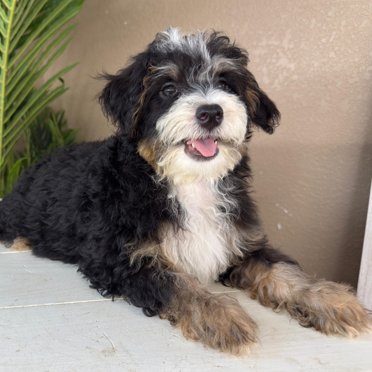 Micro-Bernedoodles