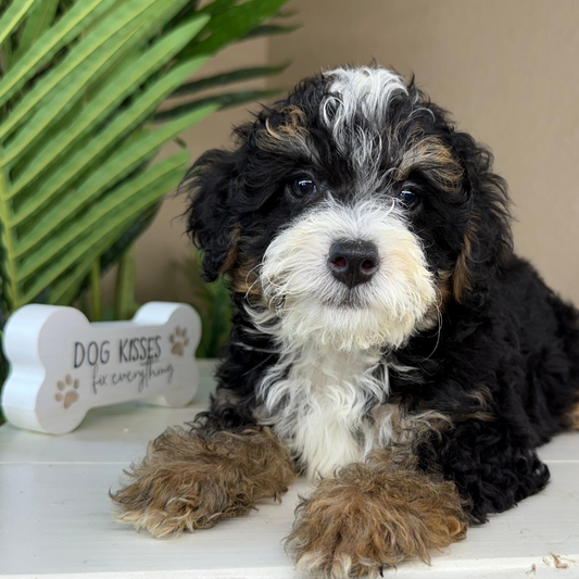Mini-Bernedoodle-Puppy