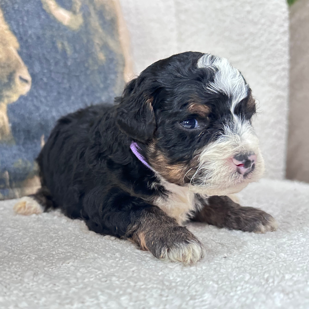 Mini-Bernedoodle-Puppy