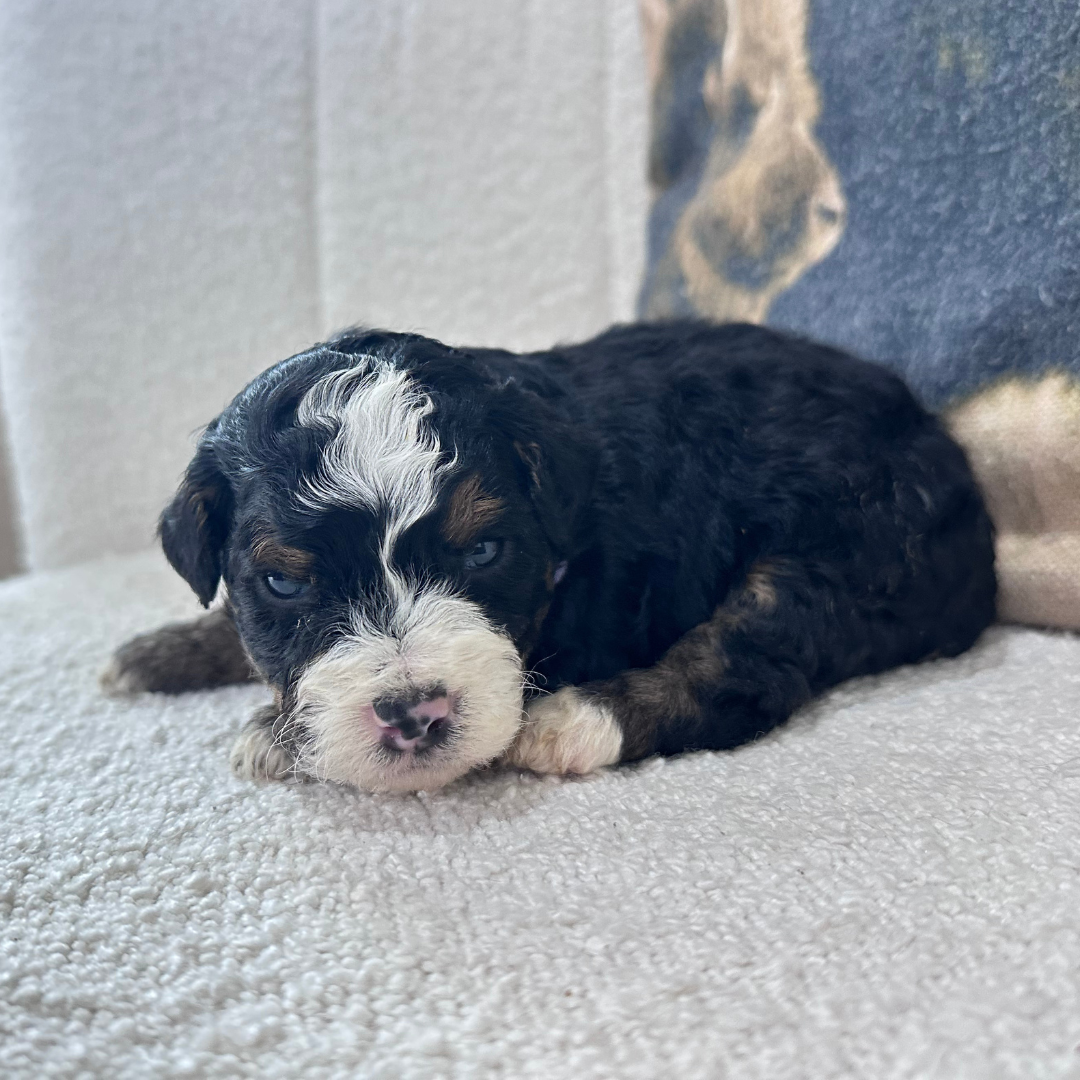 Mini-Bernedoodle-Puppy