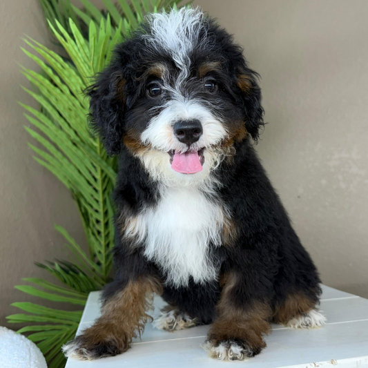 Micro-Bernedoodles
