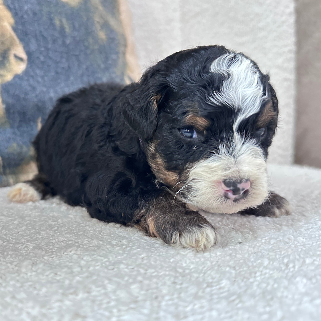 Mini-Bernedoodle-Puppy