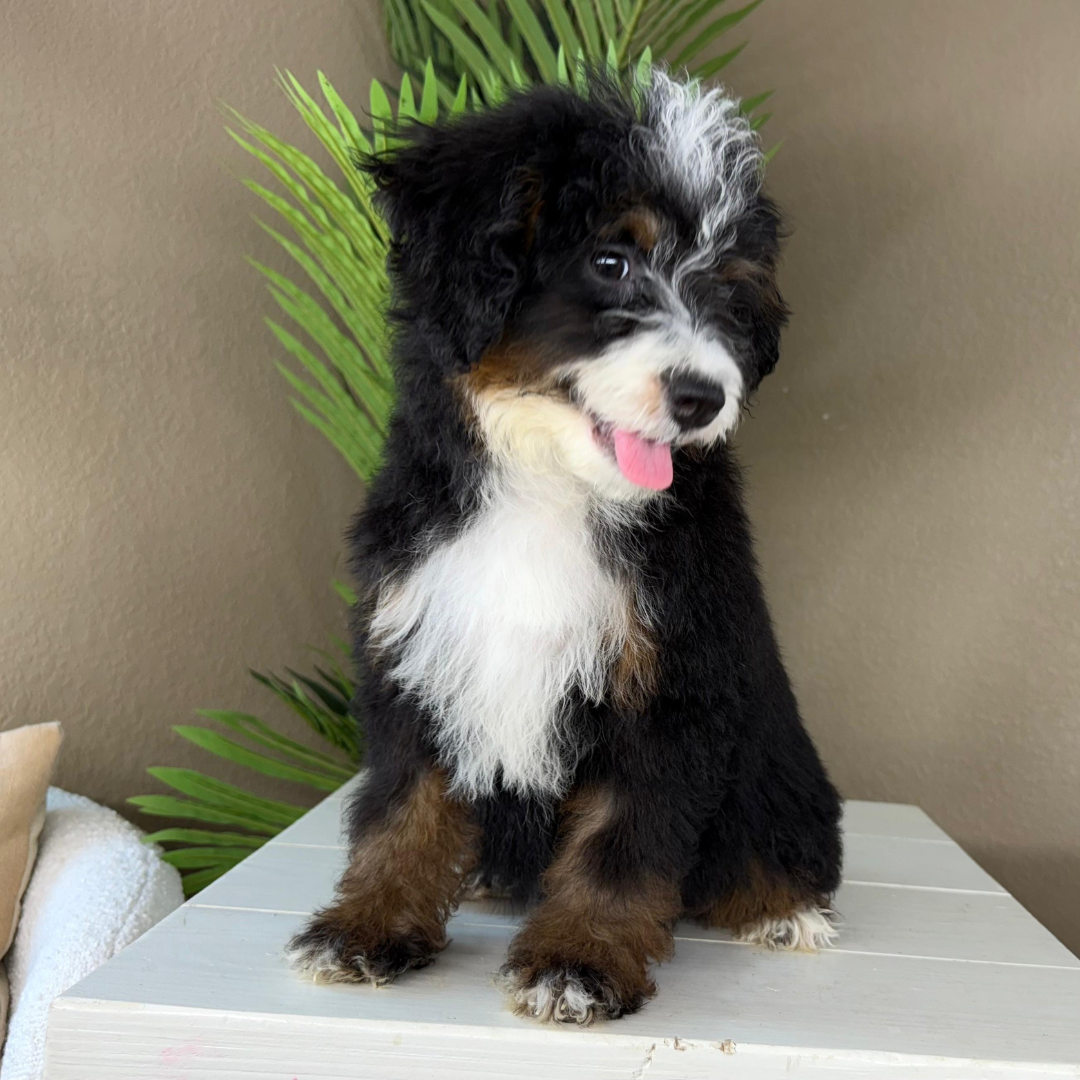 Micro-Bernedoodles