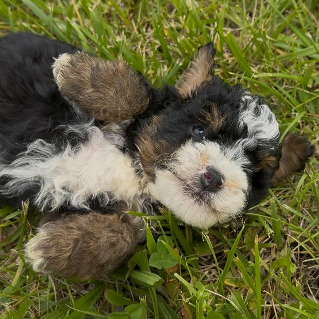 Mini-Bernedoodle-Puppy