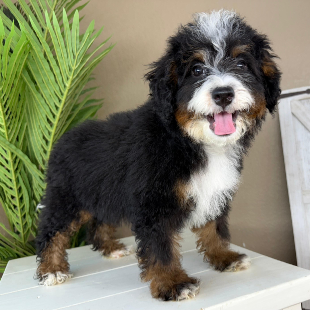 Micro-Bernedoodles