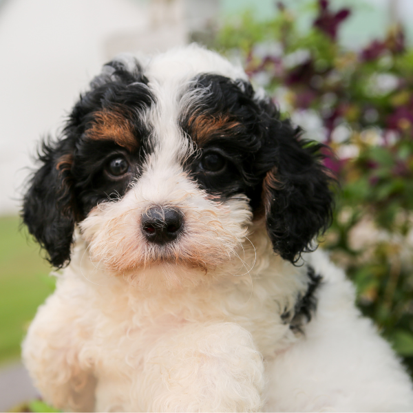 Best-Bernedoodle-Breeder