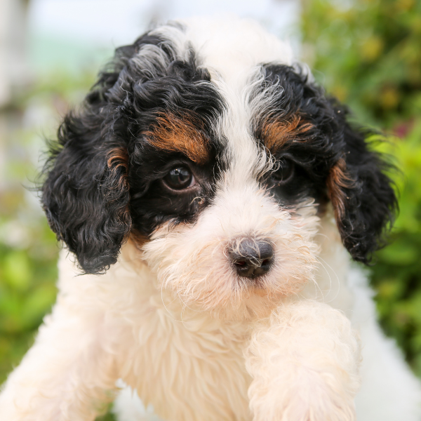 Best-Bernedoodle-Breeder