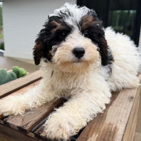 Microbernedoodle-Puppy