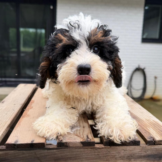 Microbernedoodle-Puppy