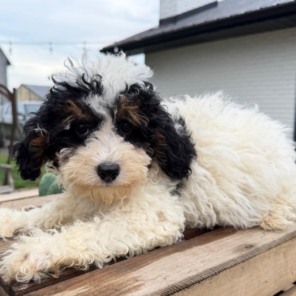 Microbernedoodle-Puppy