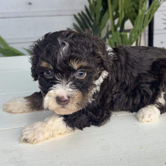 Chocolate-Bernedoodle