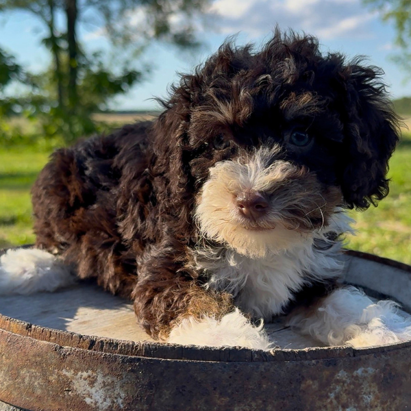 Bernedoodle-Puppy