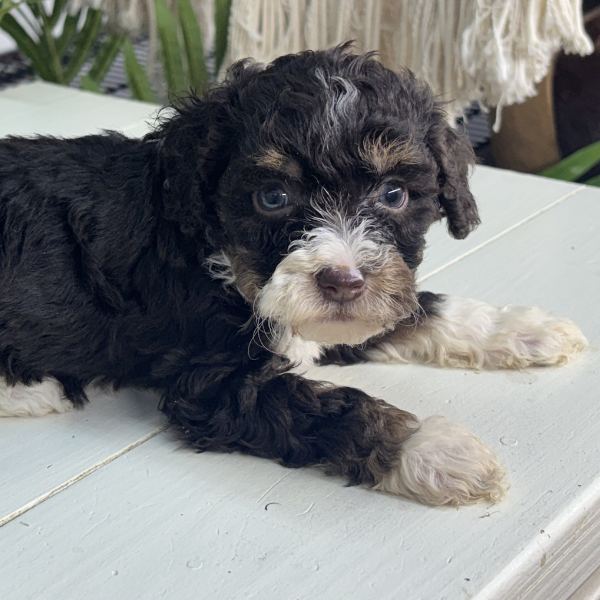 Chocolate-Bernedoodle