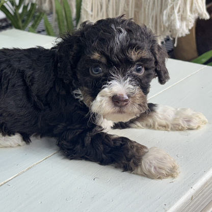 Chocolate-Bernedoodle