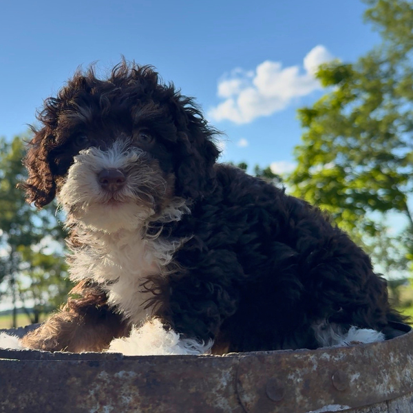 Bernedoodle-Puppy