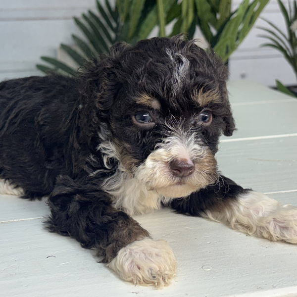 Chocolate-Bernedoodle