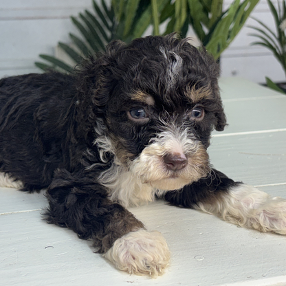 Chocolate-Bernedoodle