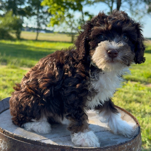 Bernedoodle-Puppy