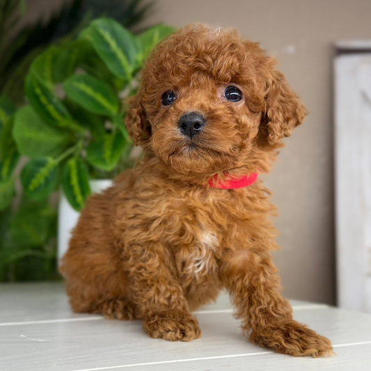 Micro-Goldendoodle-Puppy-For-Sale