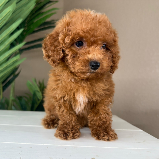 Micro-Goldendoodle-Puppy-For-Sale