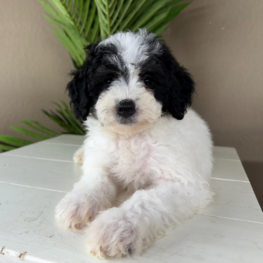 Micro-Bernedoodle