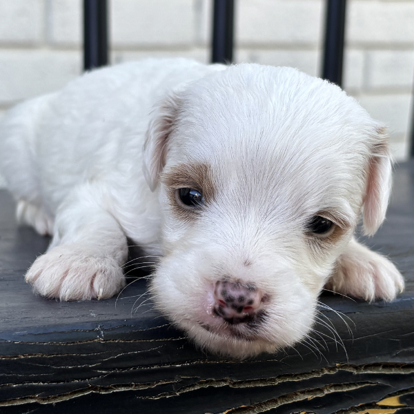 Goldendoodle-Breeder
